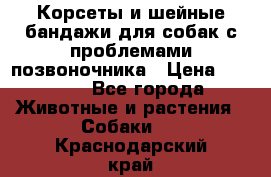 Корсеты и шейные бандажи для собак с проблемами позвоночника › Цена ­ 2 500 - Все города Животные и растения » Собаки   . Краснодарский край